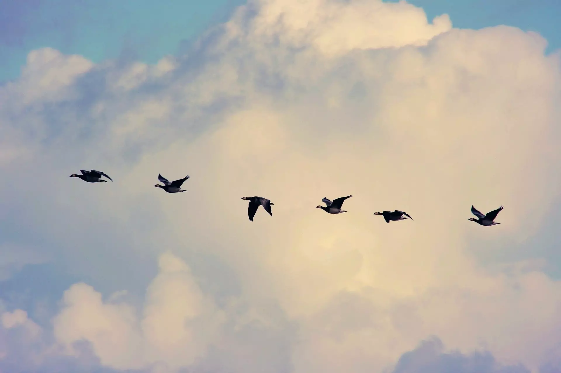 Petit tutoriel afin de pouvoir migrer un repo sur un autre serveur sans perdre son historique.
/migration-repo-git/bird-migration.webp