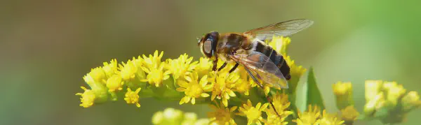 Pont ZigBee en Wi-Fi