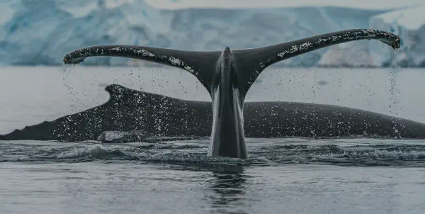 Jongler avec les Docker Compose